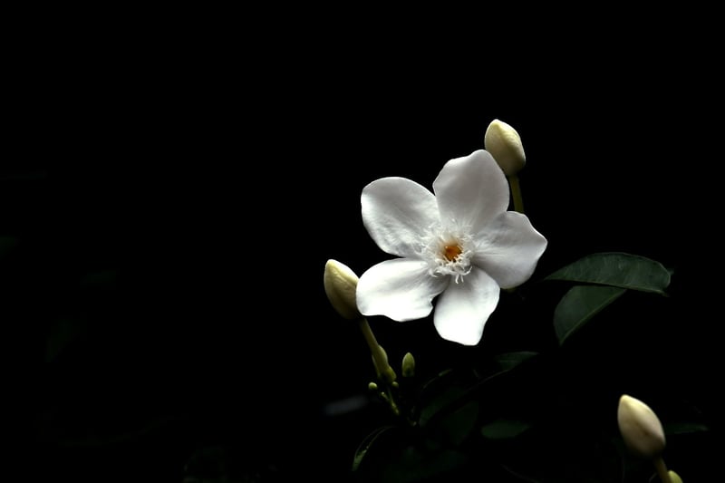 Jasmine